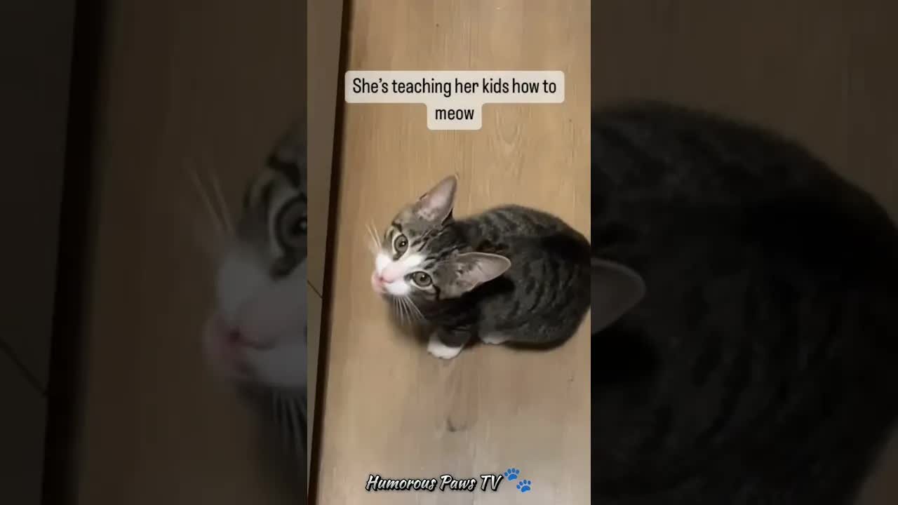 Funny animals 2024😂- Funniest Cats and Dogs Video😹🐶