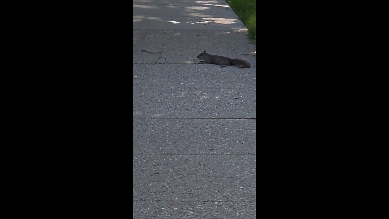 sleepy squirel