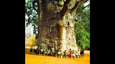 Day light big old tree