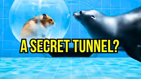 This Hamster's Wild Ride Ends in a Secret Tunnel