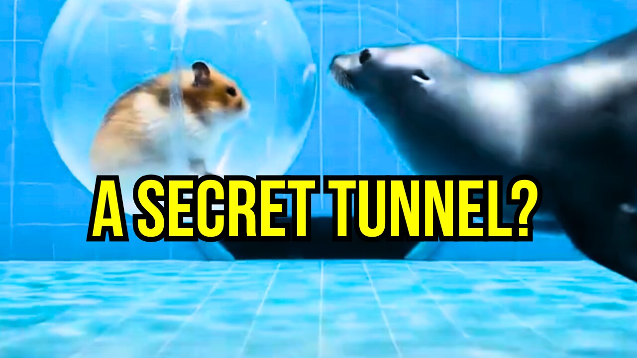 This Hamster's Wild Ride Ends in a Secret Tunnel