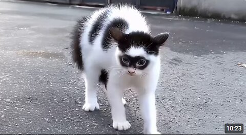 The Most Dramatic and Strange-looking CATS Ever! 😂 Funny Cat Videos 2025