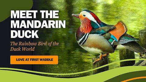 Mandarin Ducks The Rainbow Bird of the Duck World