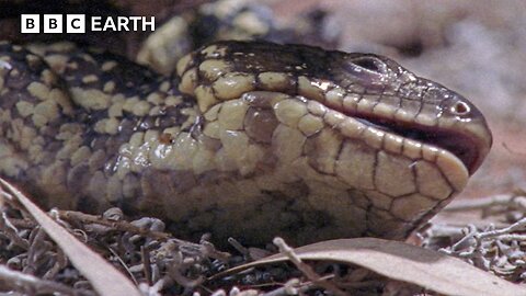 Shingleback Lizard Gives Birth To Live Babies In The Wild | BBC Earth