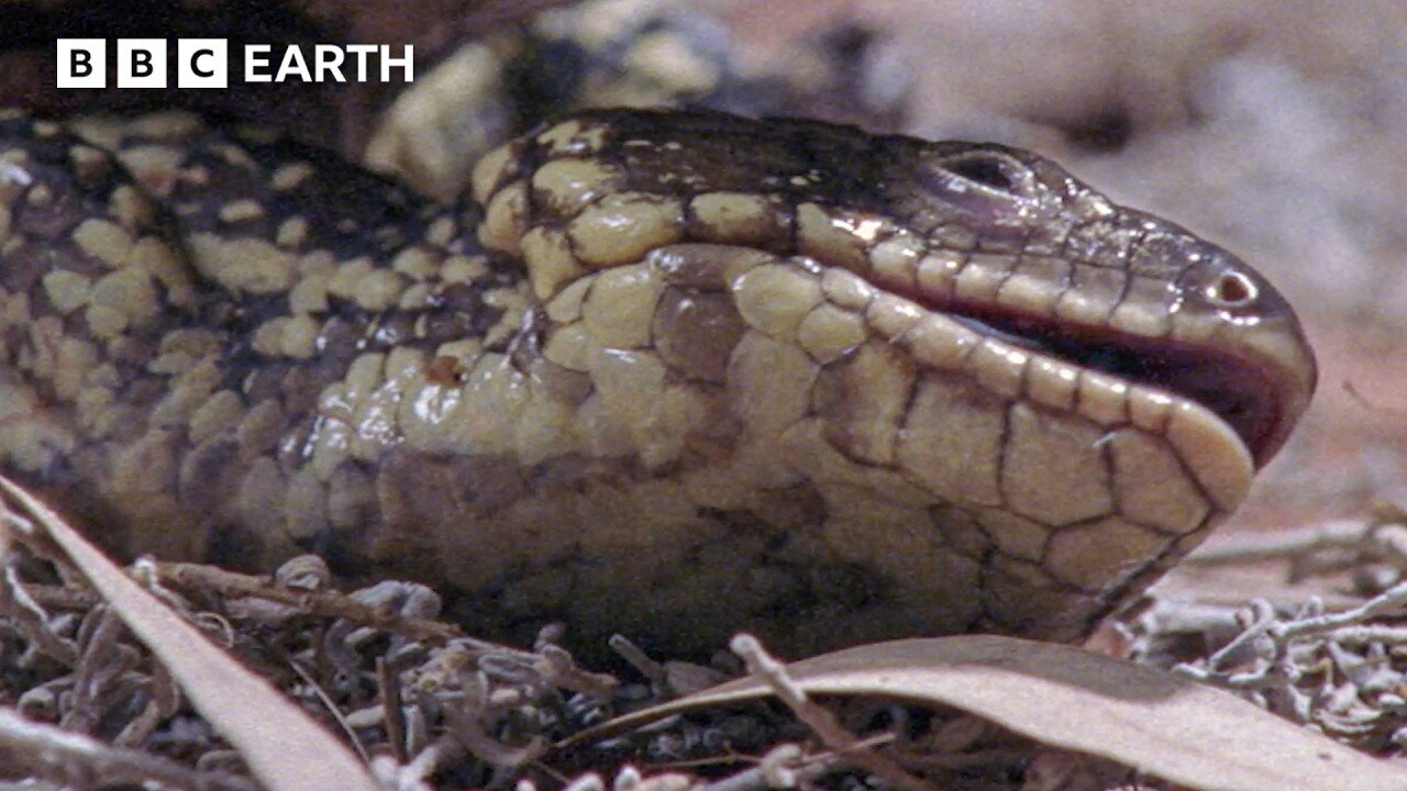 Shingleback Lizard Gives Birth To Live Babies In The Wild | BBC Earth