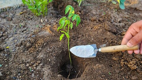Tomatoes will be extremely tasty and large, if you do THIS when fertilizing them