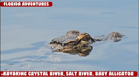 Kayaking Crystal river in Crystal River Florida. Cute little baby alligator!