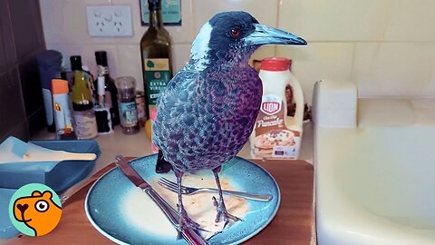 Wild Magpie is The Tiniest Boss of Everyone | Cuddle Buddies 