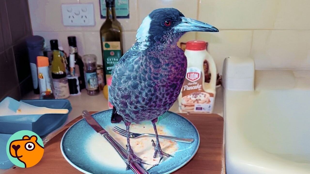 Wild Magpie is The Tiniest Boss of Everyone | Cuddle Buddies