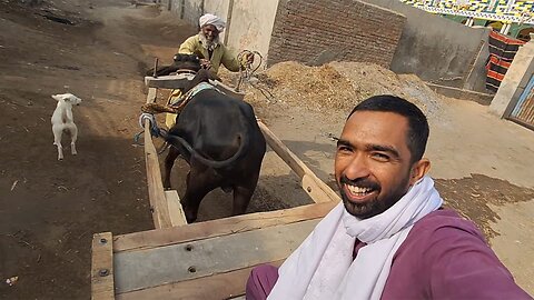 Training Young Bull for Bullock Cart: Exploring Pakistan's Villagers Unique Art
