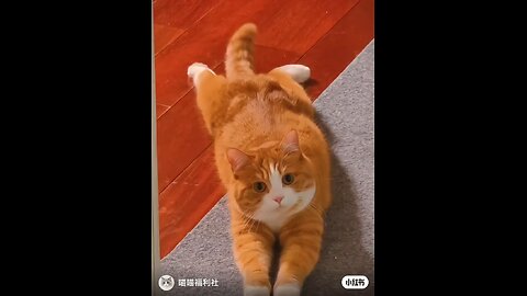 funny cats doing something funny 😂