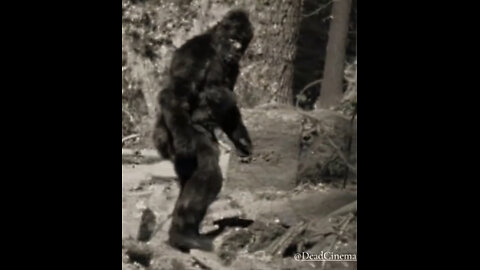 SHOCKING 4K Bigfoot Proof? Jaw-Dropping NEW Clarity on the Patterson-Gimlin Film (Patty REVEALED!)