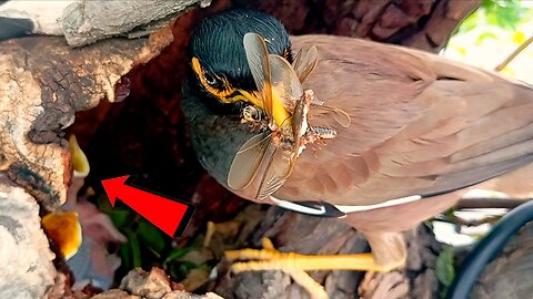Myna Feeding More food | Hungry babies