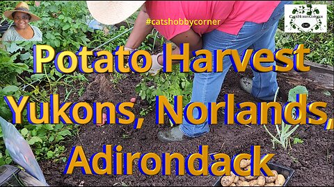 Potato Harvest Yukons, Norlands, Adirondack - #catshobbycorner #potato #harvest