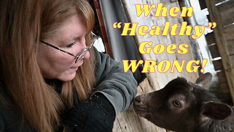 How GIVING My GOATS Copper DAMAGED Their FERTILITY!