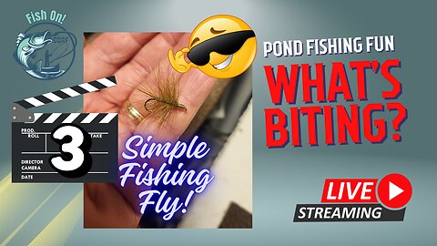 More Urban Pond Fly Fishing #mobile #fishing #livestream