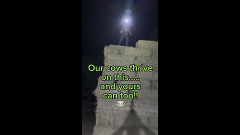 Why We Feed Our Dairy Cows Alfalfa Thinking about feeding alfalfa to your herd?