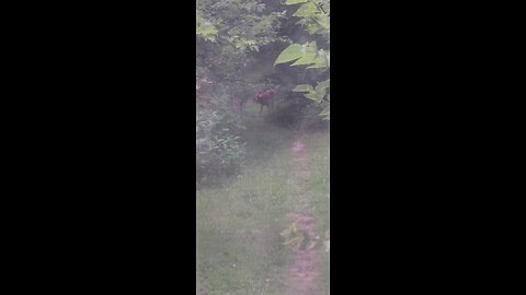 Deer Out Our Kitchen Window This Evening 08-07-2025