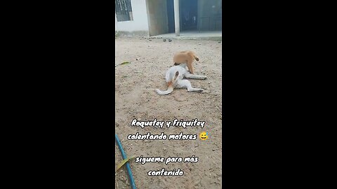 Friquitey Roquetey Getting Ready 🐈‍⬛🐕‍🦺😂