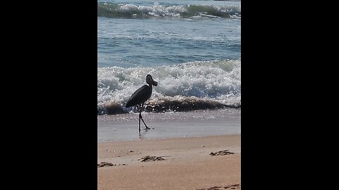 5 Poinsettia Dr Ormond Beach Fl