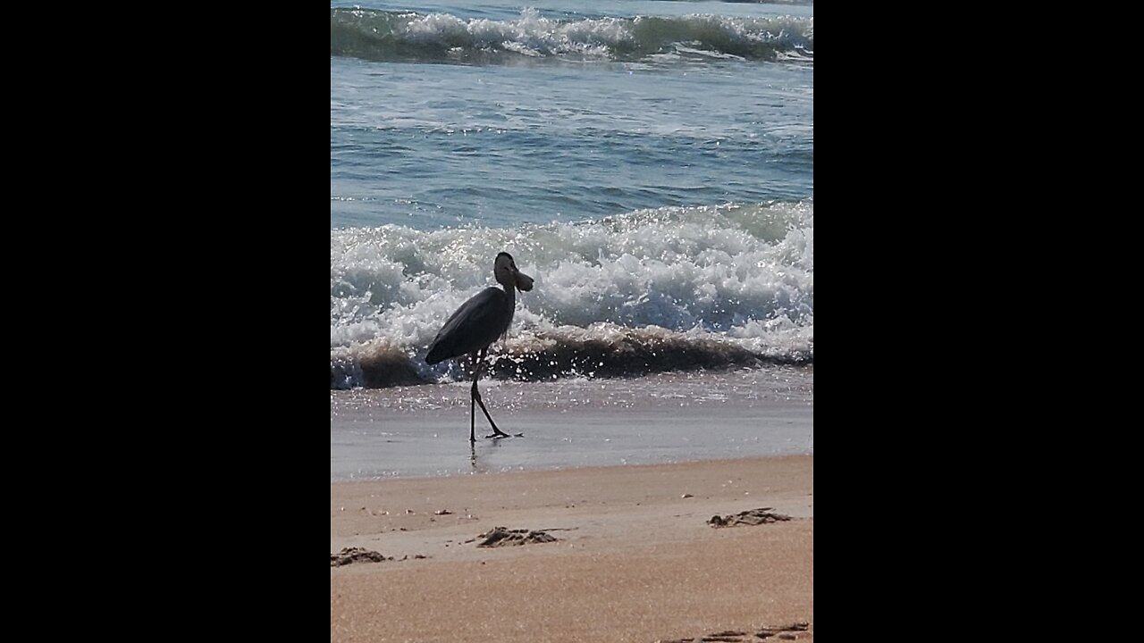 5 Poinsettia Dr Ormond Beach Fl