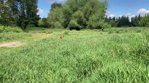 marymoor park patrol 23987492874278