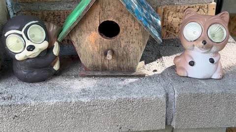 A cute bird house