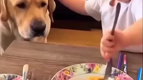 Funny animals