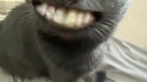 funny face