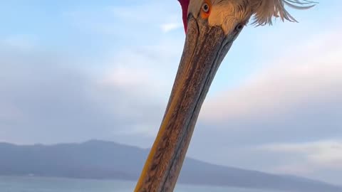 Agents of the new surveillance state 😂