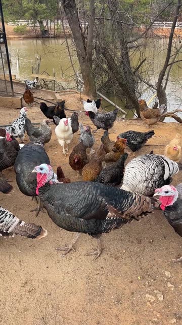 Michelin Star Snacks!!!!