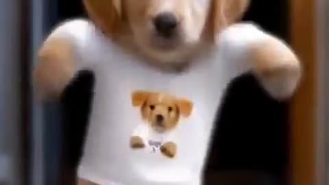 Dog Dance
