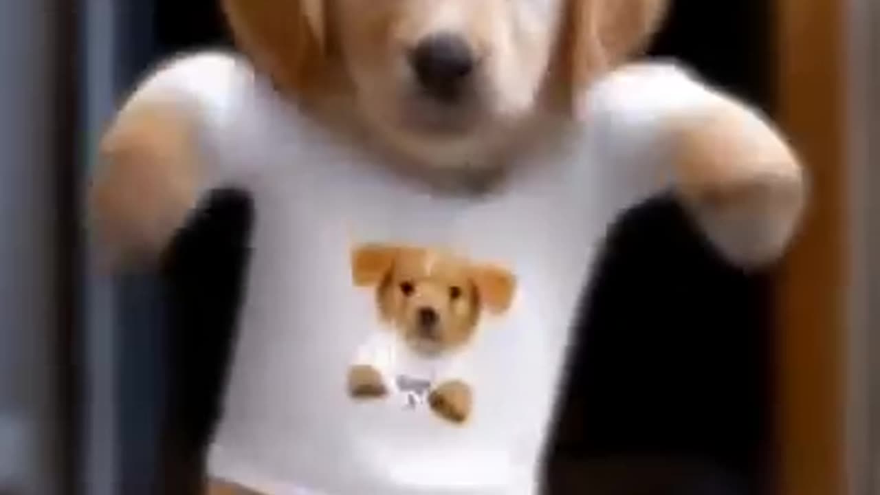 Dog Dance