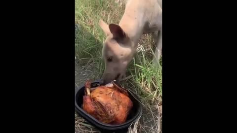 Daddy Goat 24/7 - Out Of Context Memes & Videos