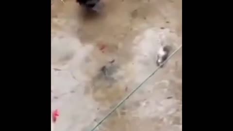 Daddy Goat 24/7 - Out Of Context Memes & Videos