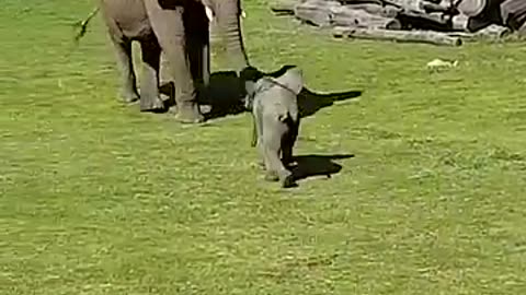 funny little baby elephant playing around mother/petflixandchill