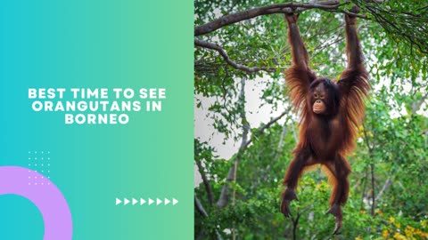 Enjoy the Wild Charm of Tanjung Puting