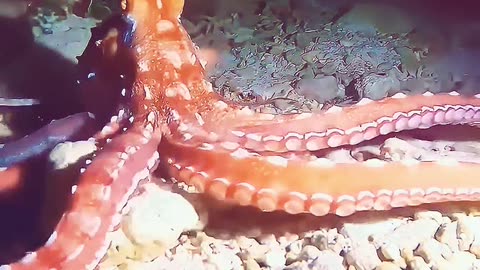 A kind man found a baby octopus and then adopted it,