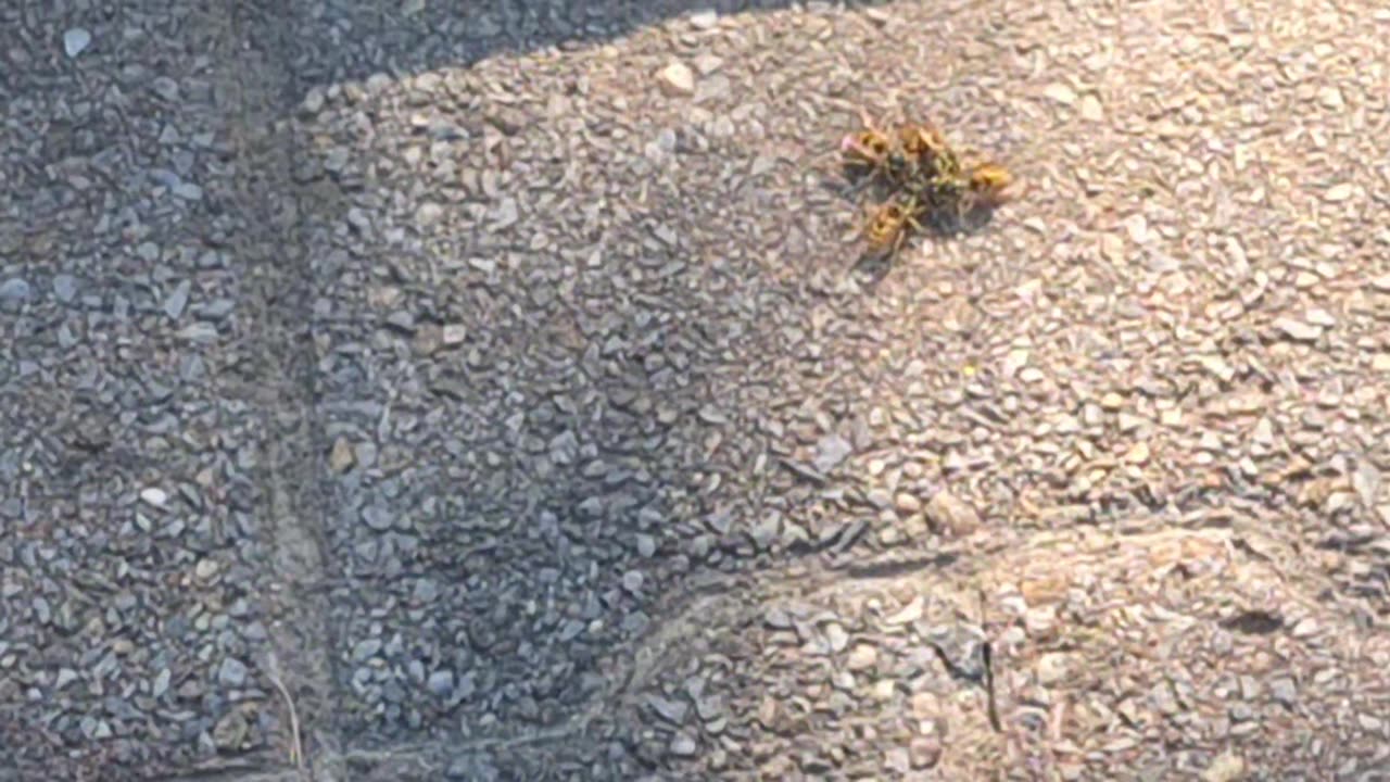 Yellow jackets eating some candy