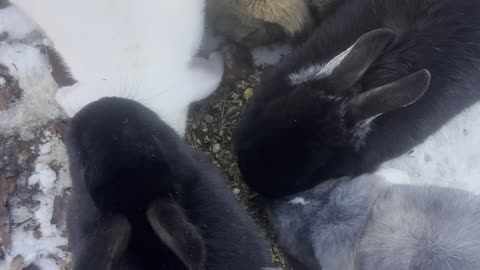 Floppy-Eared Bunny Exploring Outdoors