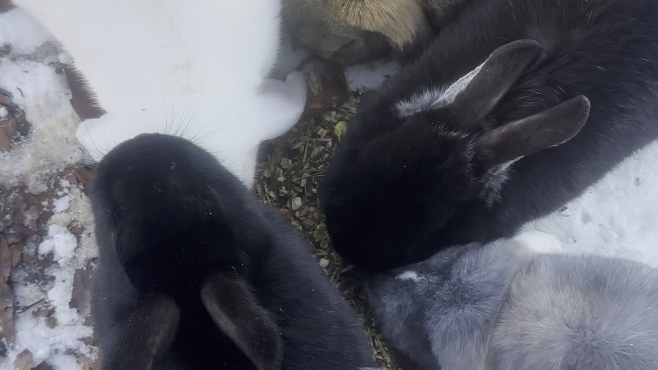 Floppy-Eared Bunny Exploring Outdoors
