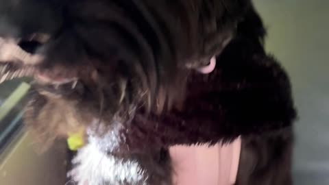 Dog Bus Halloween Party