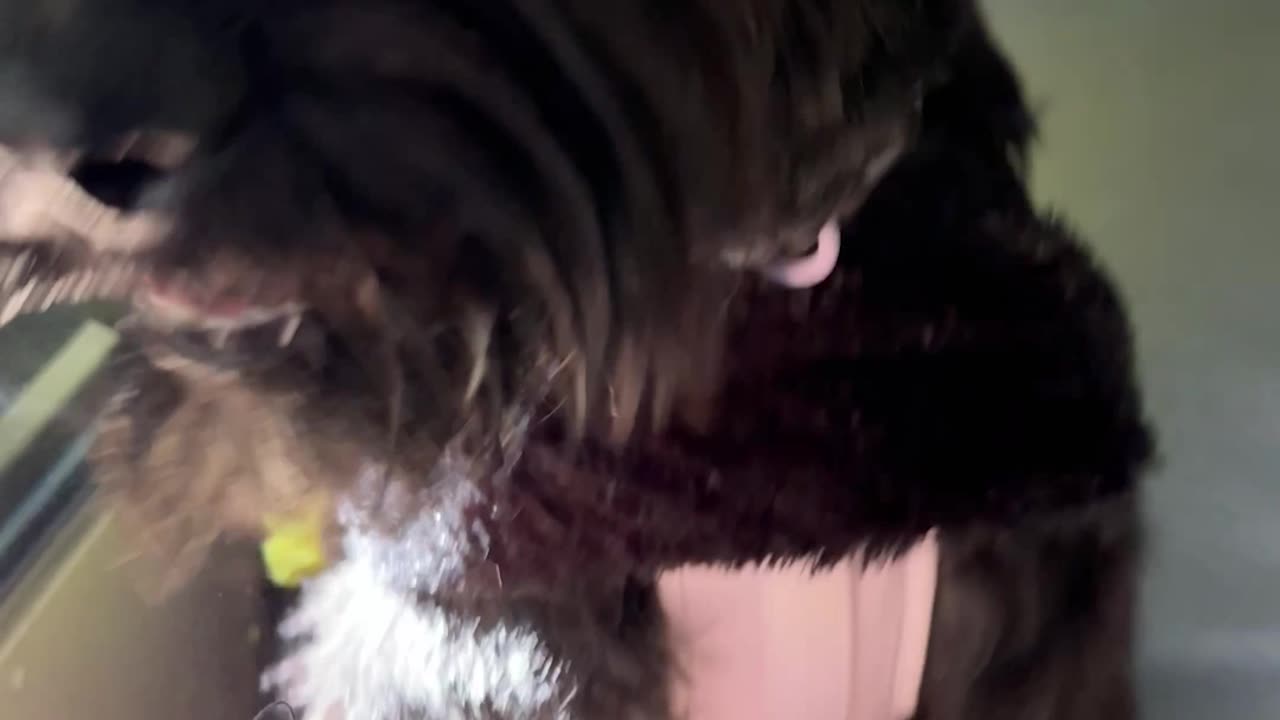 Dog Bus Halloween Party