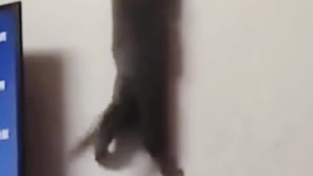 Funniest Cat and Dog Duo Ever Caught on Camera!😂🤣