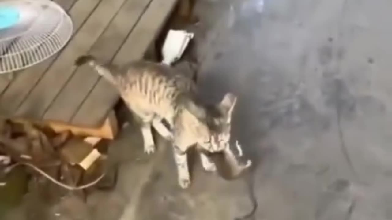 😘 🐵 Los 🐆#Gatitos 🦬#Son 🦍#Cazadores 🦈#Por 🦣#Naturaleza.👍