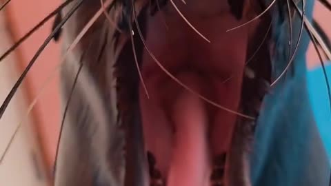 Giving a Sea Lion a Mohawk