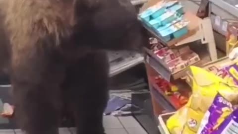 This bear is a master at shopping