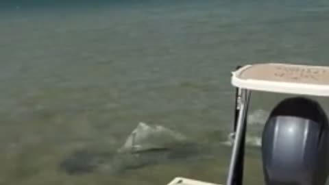 😂🐠 You Won't Believe What Happens When You Eat a Stingray! | FunFM