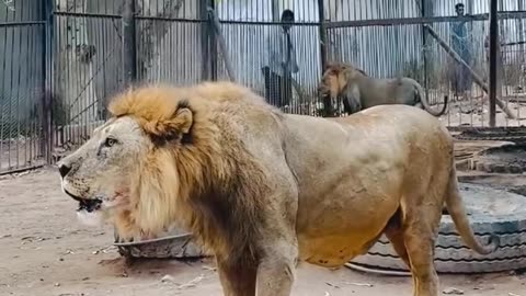 the greatest Lions #rumbles