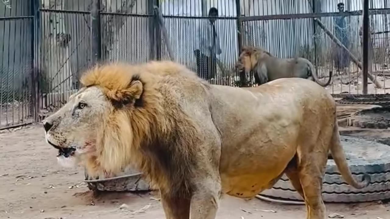 the greatest Lions #rumbles